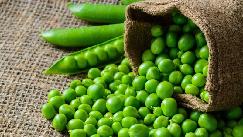 XOLDA Green peas plant Seed  (50 per packet)