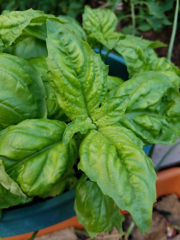 VibeX ® LXI-47 Basil,Lettuce Leaf seeds Seed  (1000 per packet)