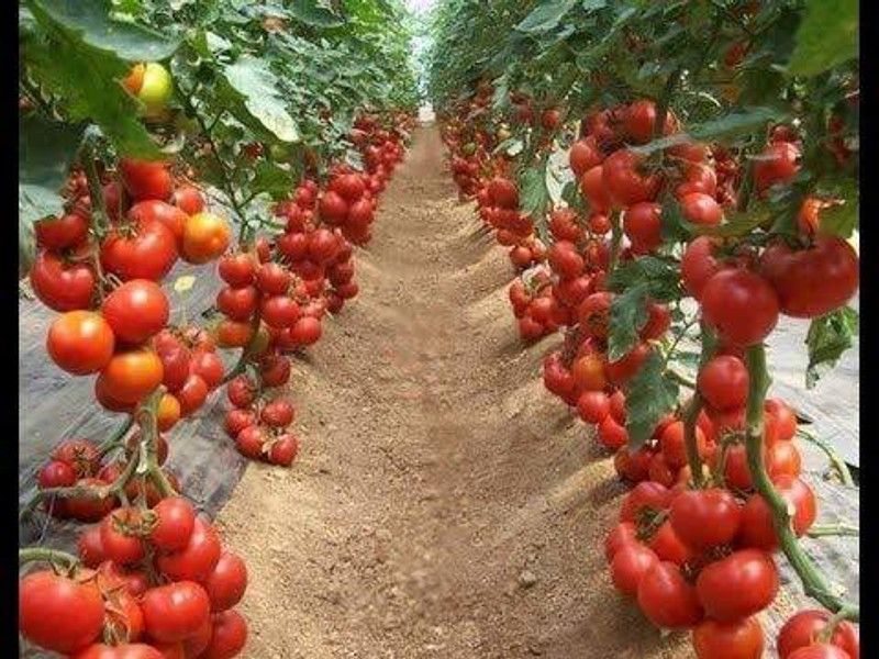 KANAYA Italian Red Cherry Tomato Vegetable Seed  (10 per packet)