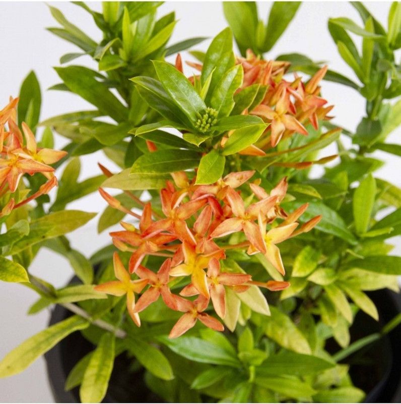 EliteGreen Trothic Ixora/Chethi Plant  (Hybrid, Pack of 1)