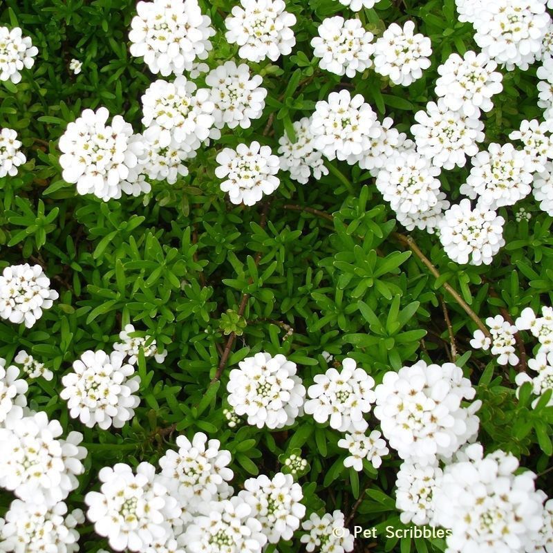 PLANTZON Candytuft flower Seed  (26 per packet)