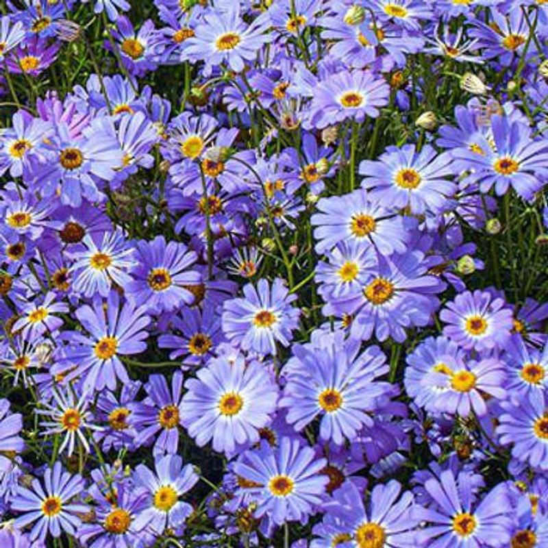 Nodoc Brachycome mix winter Seed  (25 per packet)