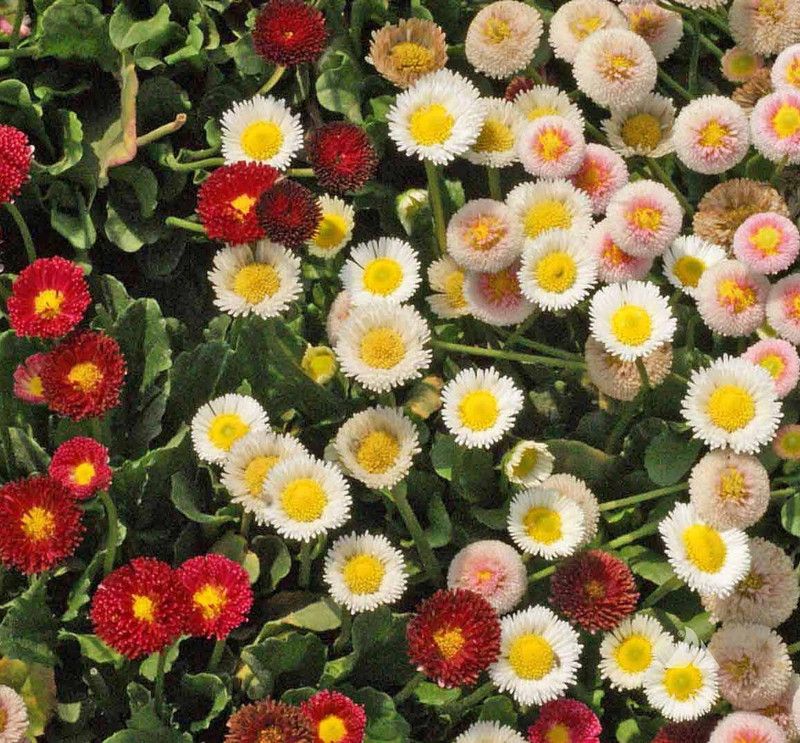 XOLDA Hybrid Daisy Mixed Flower Seed  (280 per packet)