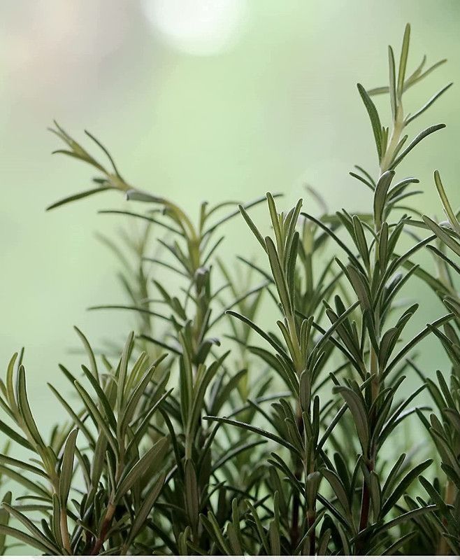VibeX ® VXI-126 Non-GMO Rosemary Seeds Seed  (500 per packet)