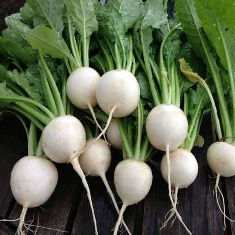 VibeX Turnip White Seed  (1 per packet)