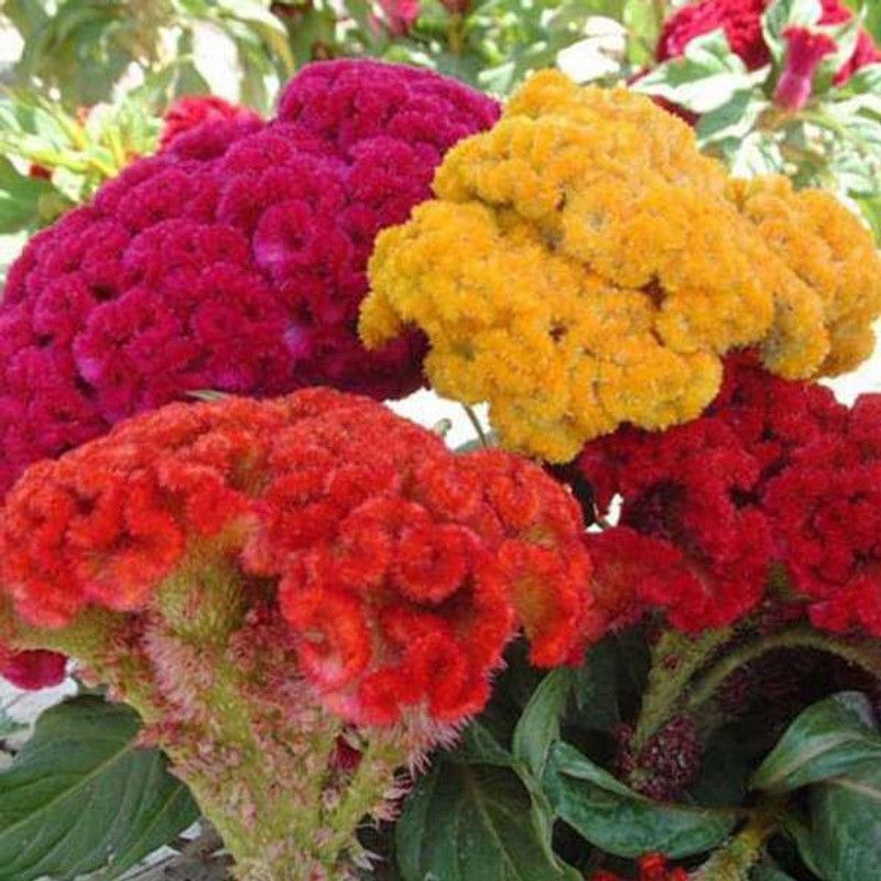 Paudha Cockscomb Seed  (51 per packet)