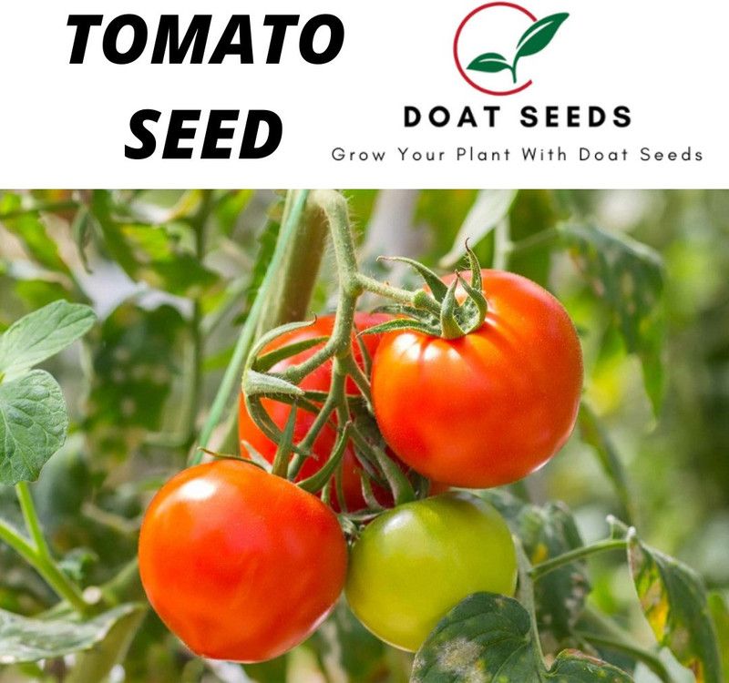 Doat TOMATO, TAMATAR Seed  (100 per packet)