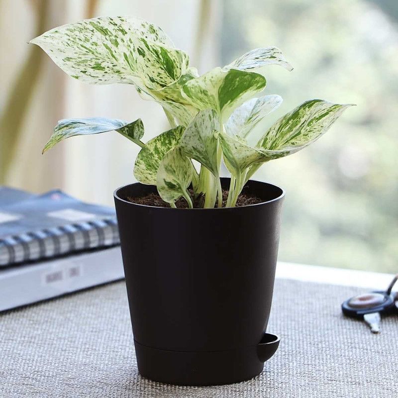 The Nursery Money Plant  (Hybrid, Pack of 1)