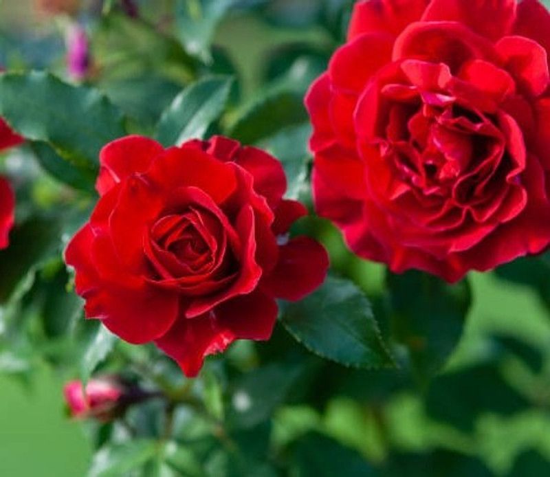 MAMA VAGNA PLANT BAZAR Rose Plant  (Pack of 1)