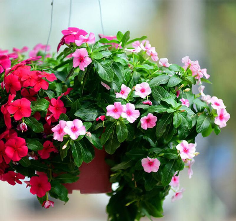 Nodoc Exotic vinca Seed  (18 per packet)