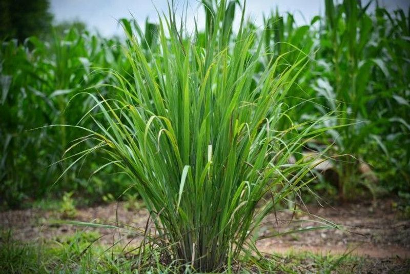 Mozette Organic LemonGrass Plant Seed  (46 per packet)