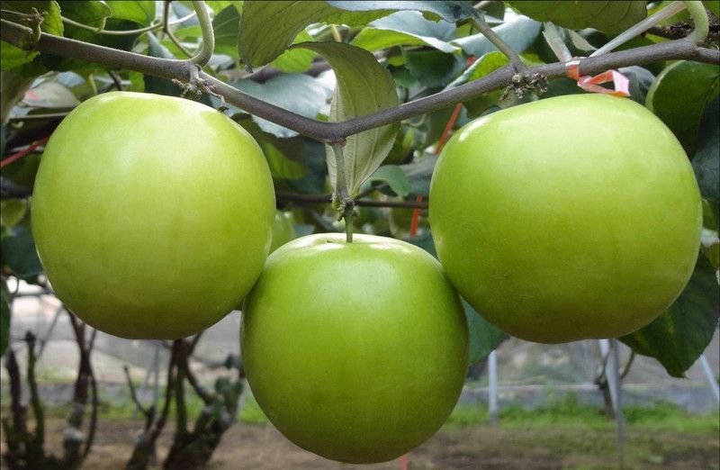 Planterce Green Ber Apple Plant  (Hybrid, Pack of 1)