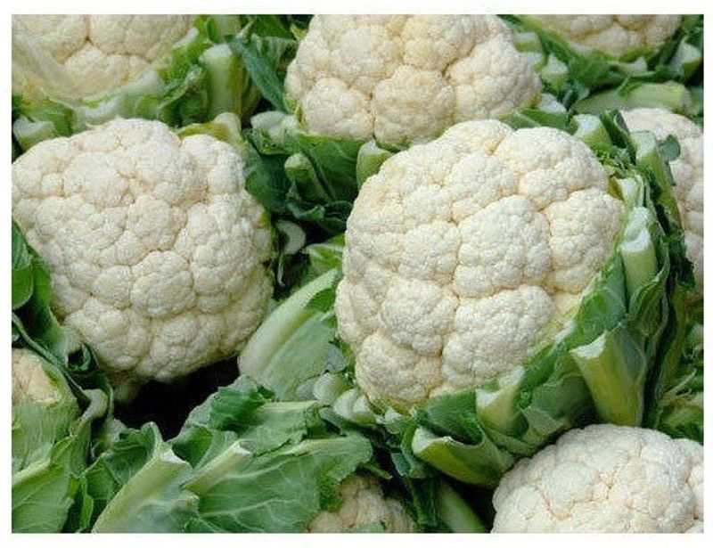 ANDOR Cauliflower good quality Seed  (100 per packet)