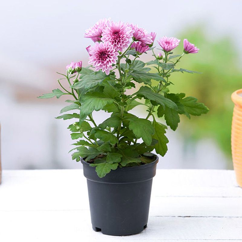 go4plants Chrysanthemums/ Guldavari Plant  (Hybrid, Pack of 1)