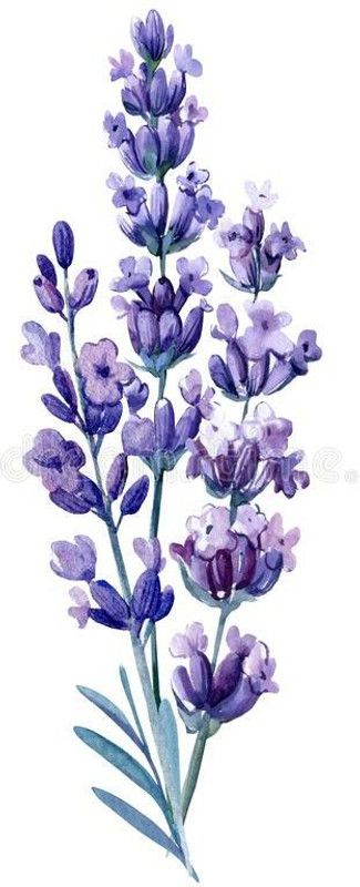 Mozette Organic lavender herb Seed  (48 per packet)
