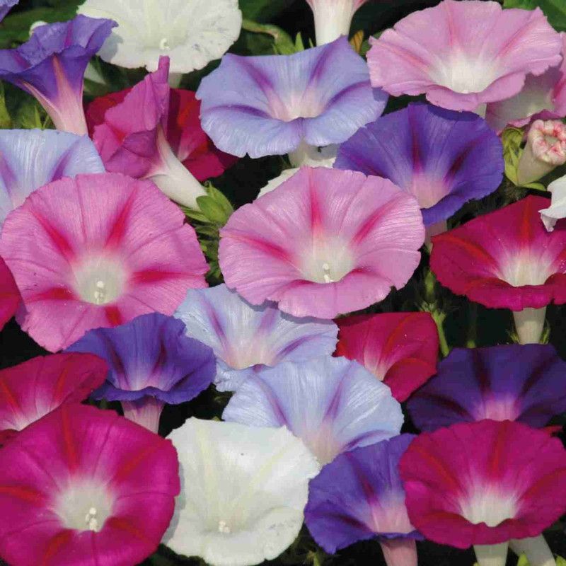 ZIXA Morning Glory(Ipomea) Mix Flower Seed  (40 per packet)