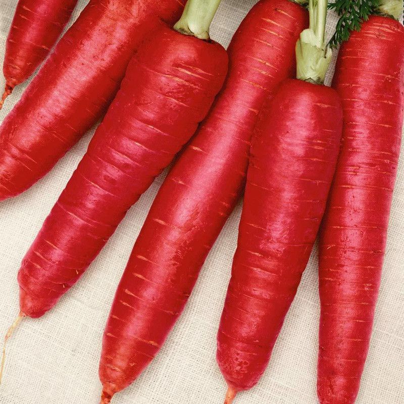 KANAYA Carrot Seed  (50 per packet)