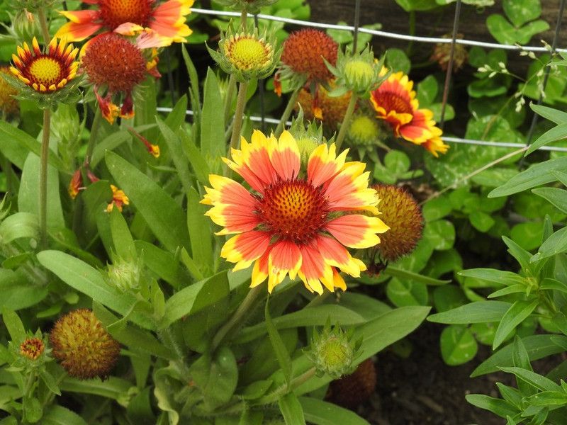 WATIKA Gaillardia pulchella Seed  (90 per packet)