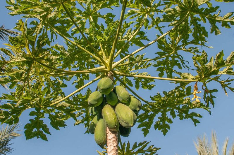 Paudha Papaya Seed  (44 per packet)