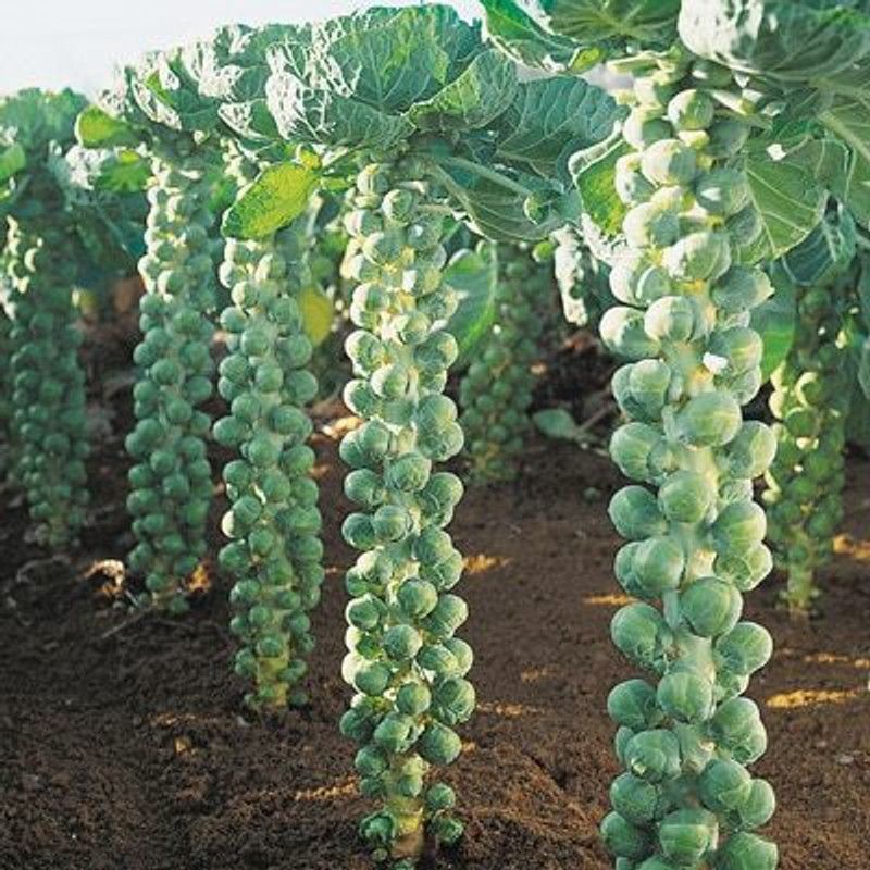 Paudha Brussels Sprout Seed  (15 per packet)