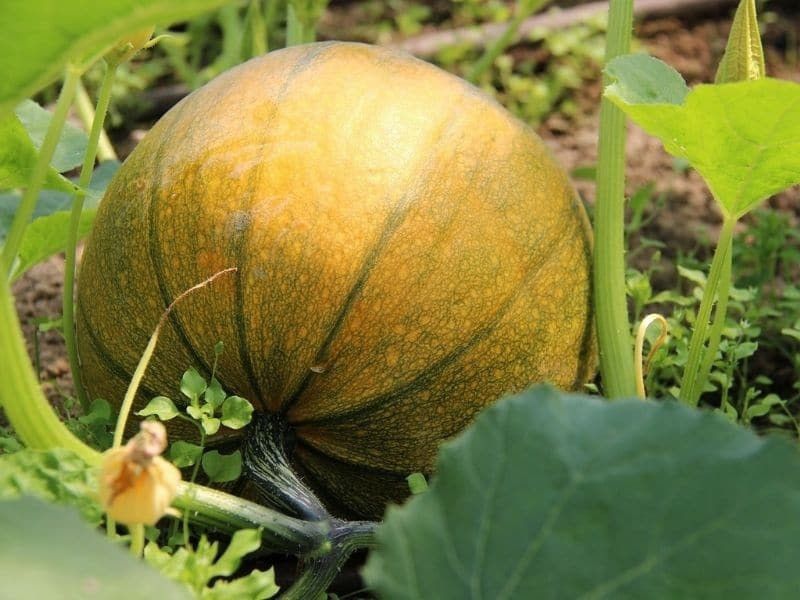 XOLDA Pumpkin Kaddoo Seed  (11 per packet)