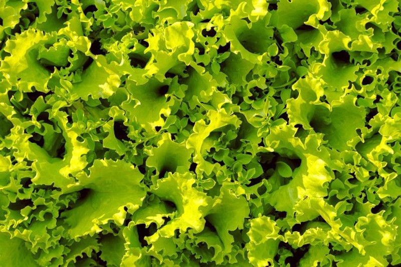 Paudha Lettuce Seed  (15 per packet)