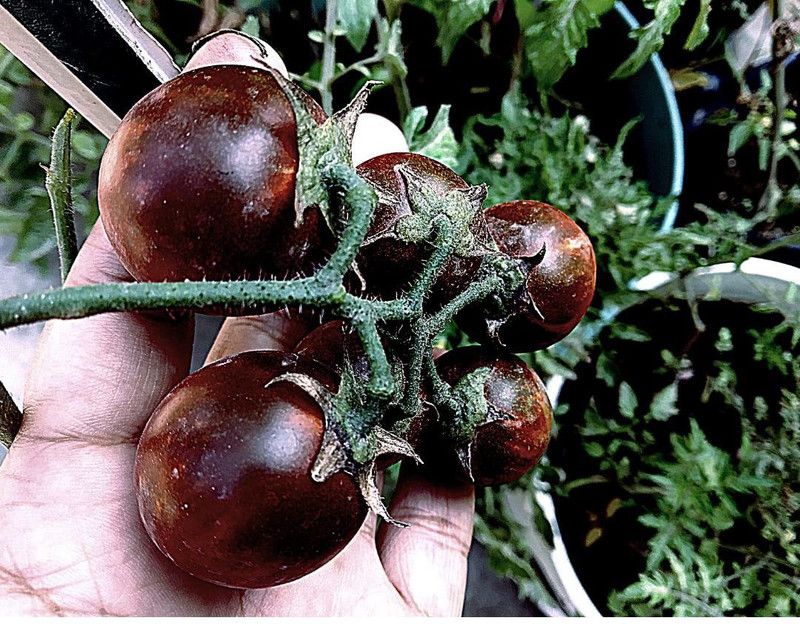 KANAYA Kale Tamatar Ke Beej For Gardening Seed  (100 per packet)