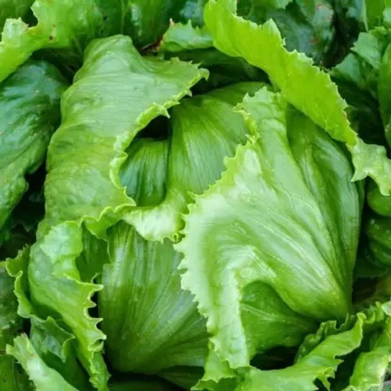 MAA Lettuce, Iceberg Seed  (108 per packet)