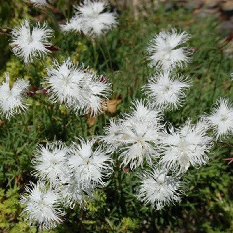 CYBEXIS Dianthus Squarrosus Seeds Seed  (50 per packet)