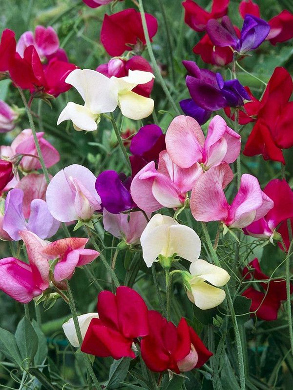 CYBEXIS Sweetheart Sweet Pea Mixture, Lathyrus odoratus Seed  (1 g)