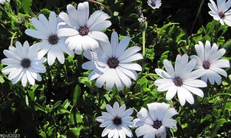 CYBEXIS African Daisy Seeds - white Seed  (50 per packet)