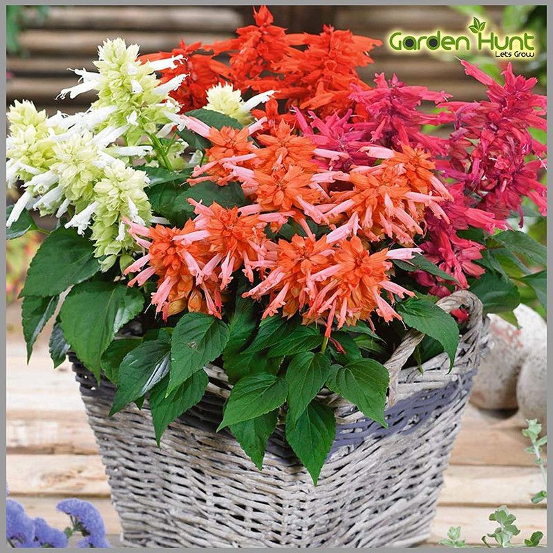 Nodoc Salvia mix Seed  (80 per packet)