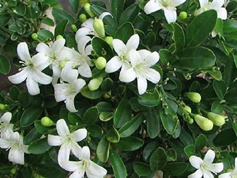 green paradise Madhu Kamini Plant  (Hybrid, Pack of 1)