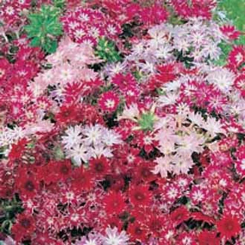 Mozette Phox twinkle Flower Seed  (27 per packet)