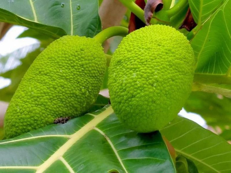 EliteGreen Breadfruit Plant  (Hybrid, Pack of 1)