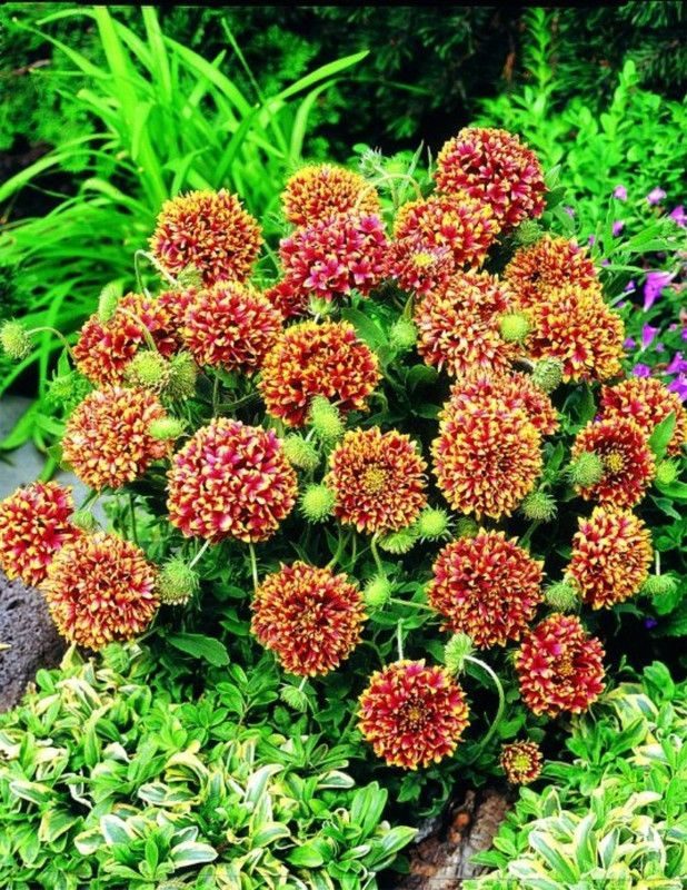 SHOP 360 GARDEN Gaillardia Sundance Bicolor Flower Seeds - Pack of 100 Seeds Seed  (100 per packet)