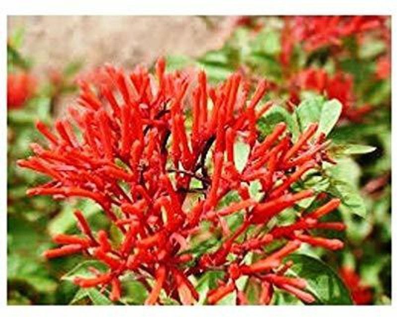 GETFLIX Hamelia Plant  (Hybrid, Pack of 1)