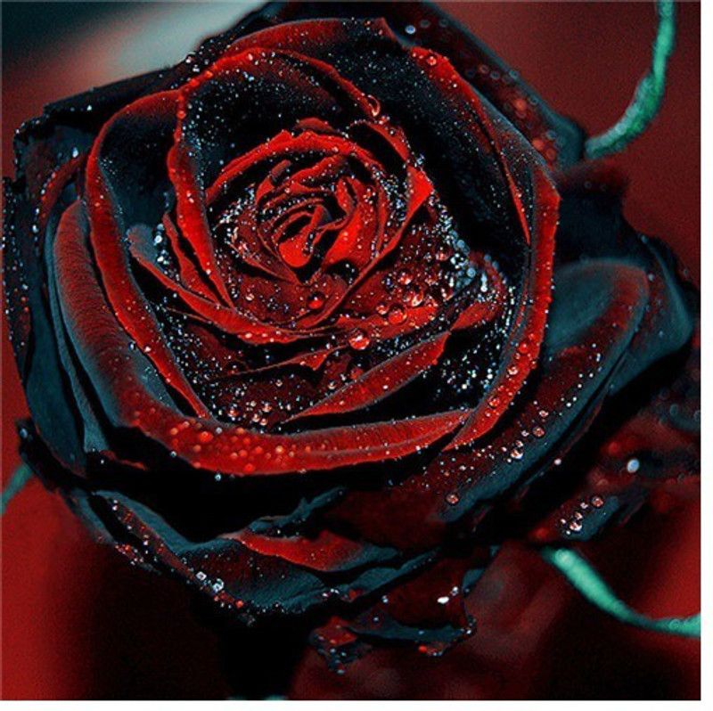 Vsquare Retail Attractive Bonsai Red Black Rose Plant Seed  (10 per packet)