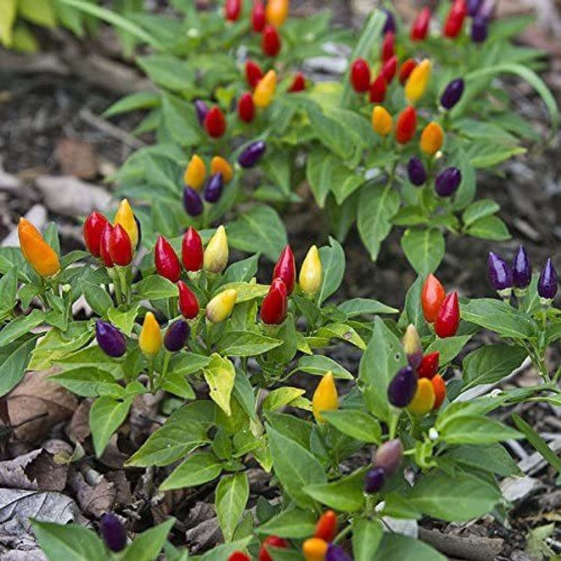 VibeX ® VMR-1037 RAINBOW PEPPER MULTI COLORED CHILLI Seed  (200 per packet)