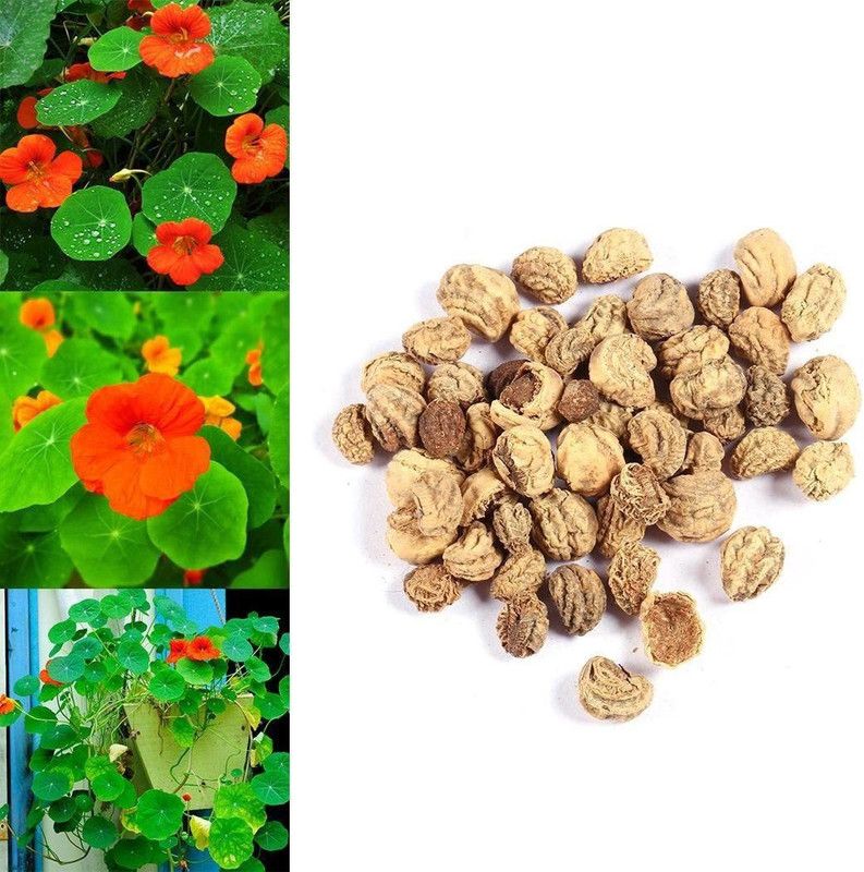CYBEXIS Rare Nasturtium Seeds Perennial Flower Seed  (1 g)