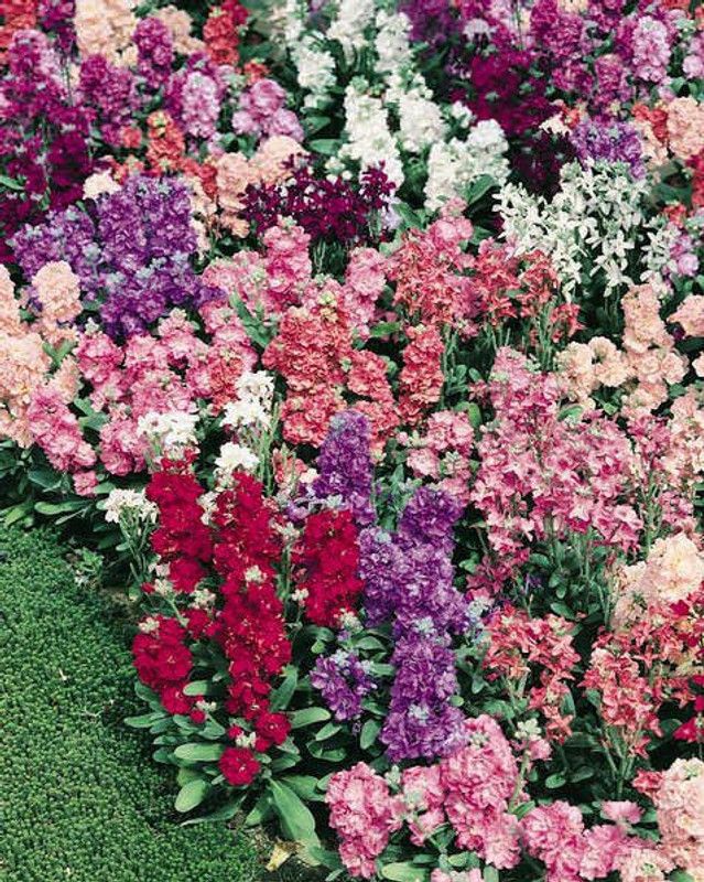 Nodoc Stock Seed  (28 per packet)