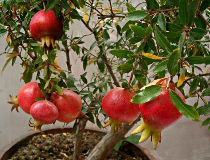 PLANTZON Pomegranate Anaar Fruit Plant Seed  (40 per packet)