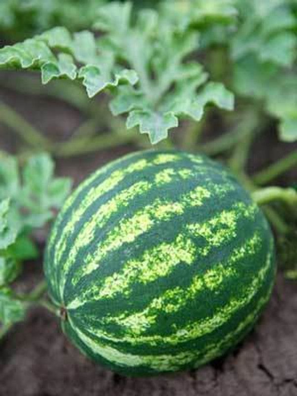 Paudha Watermelon Hybrid Seed  (17 per packet)