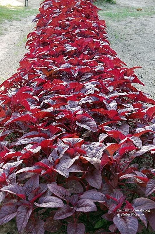 Chalisa Agencies Amaranthus Red, Tottakura Seed  (270 per packet)