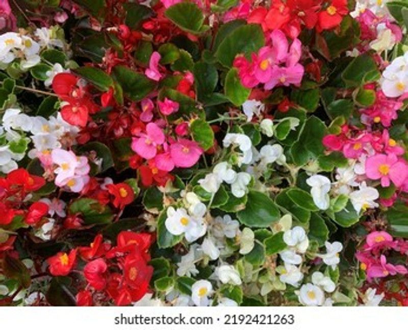 Mozette Exotic begonia Seed  (45 per packet)