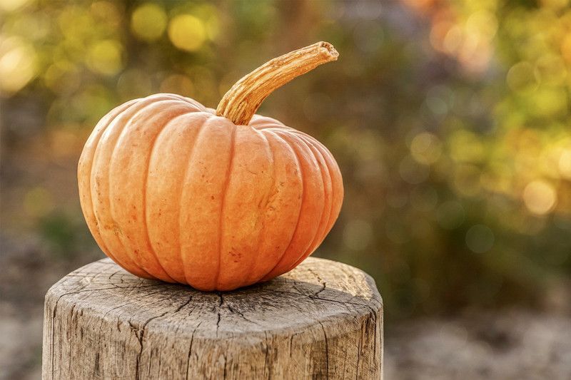 CooPany PUMPKIN / KADDU / POOSANIKAI SEEDS 50 Seed  (50 per packet)