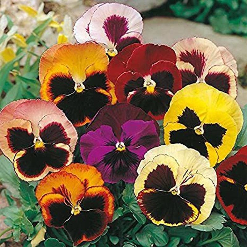 Mozette Pancy flower Seed  (38 per packet)