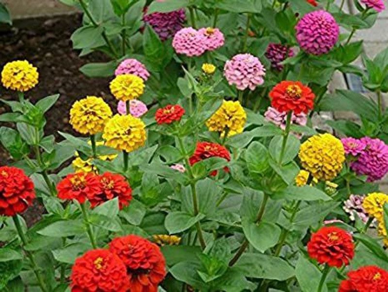 Mozette Zinnia Mix Flower Seed  (27 per packet)
