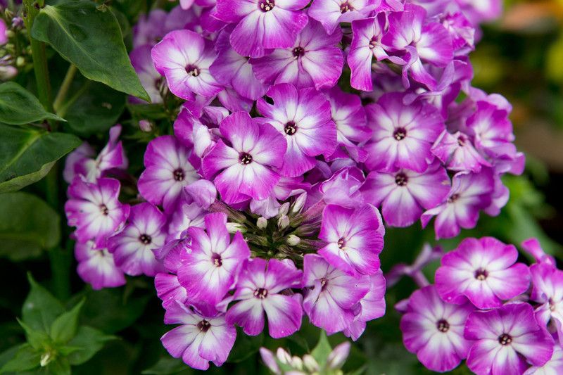Mozette Phlox flower Seed  (25 per packet)