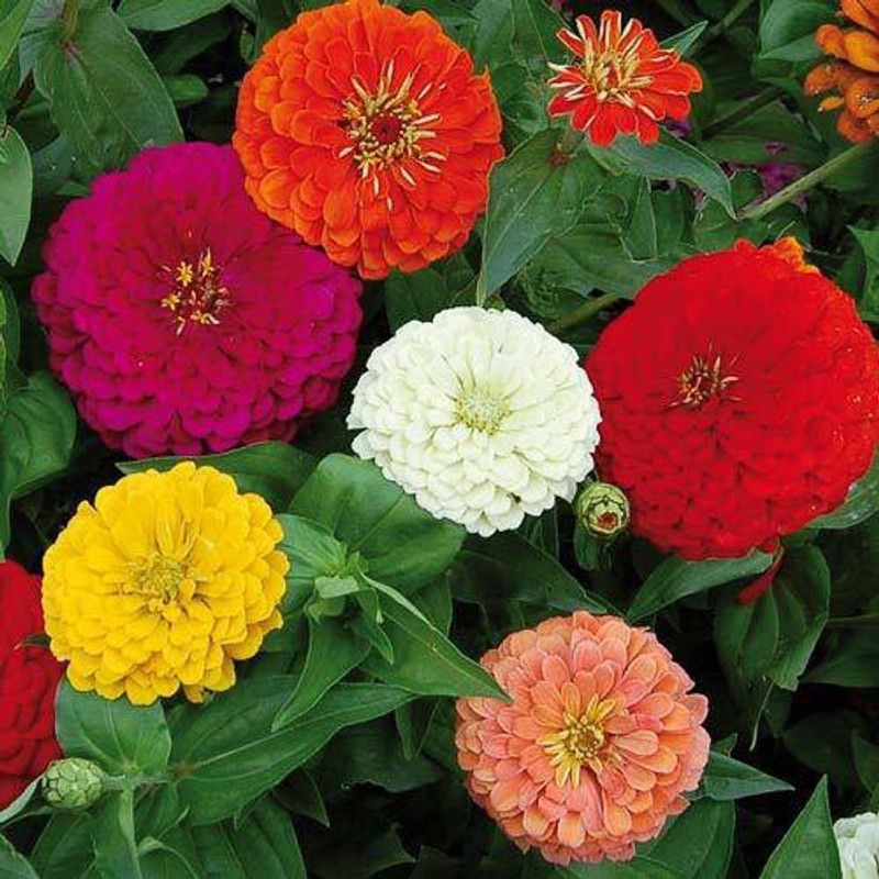 PLANTZON Zinnia-Dahlia Seed  (16 per packet)